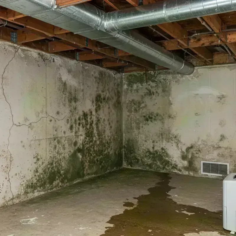 Professional Mold Removal in Hillsboro, MO